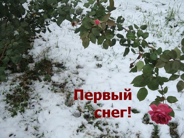 Роза и снег