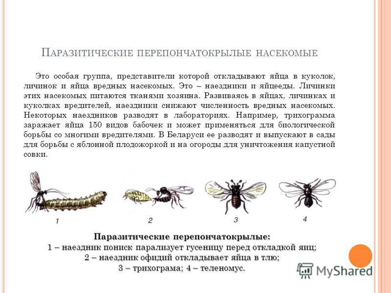 Перепончатокрылые представители. Яйцееды Перепончатокрылые насекомые. Перепончатокрылые личинки. Общая характеристика перепончатокрылых. Значение перепончатокрылых.