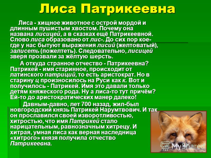 Описание лисы. Рассказ про лису. Доклад про лису. Текст про лису. Характеристика лисы.