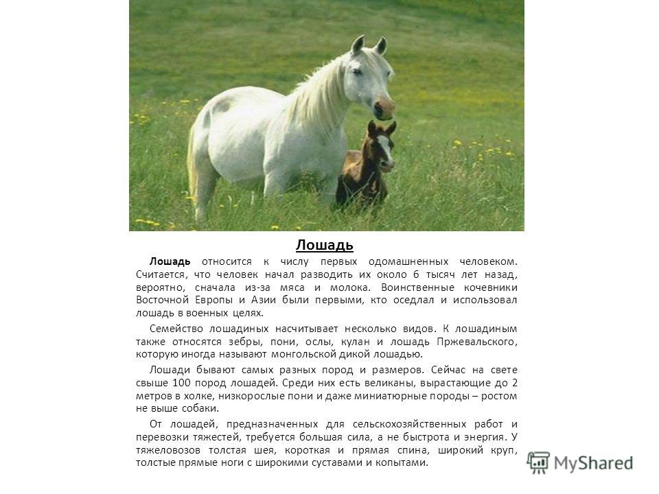 Лошадь доклад 3 класс. Сочинение про лошадь. Информация о лошадях. Эссе про лошадь. Рассказ о лошади.