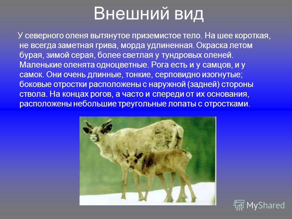 Факты о олене. Северный олень презентация. Презентация про аланай. Сообщение про оленя. Олень для презентации.