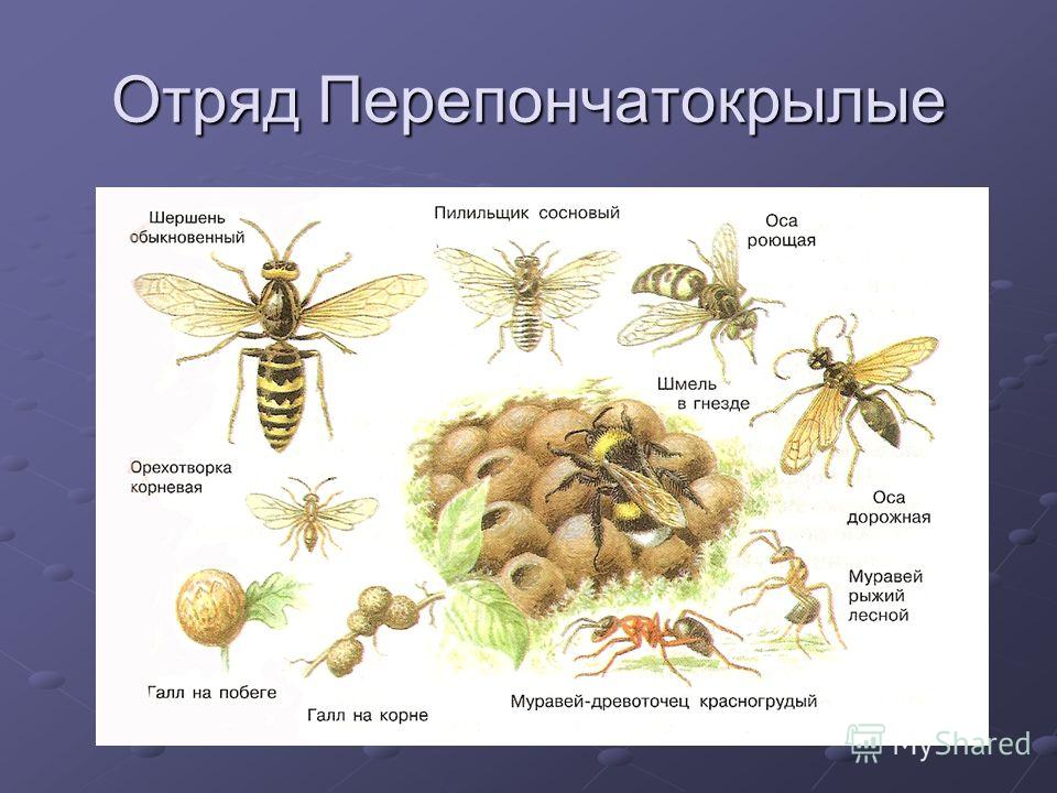 Отряд насекомых перепончатые