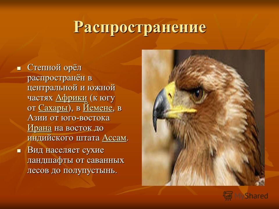 Сообщение об орле. Степной Орел описание. Степной Орел презентация. Сообщение о Степном Орле. Доклад про орла.