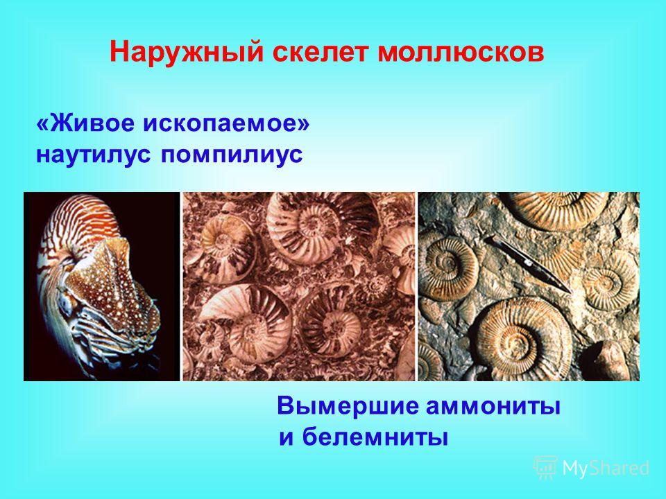 Моллюски внутренний скелет. Наутилус Помпилиус моллюск окаменелость. Наутилус живое ископаемое. Наутилус головоногий моллюск окаменелость. Вымершие моллюски аммониты.