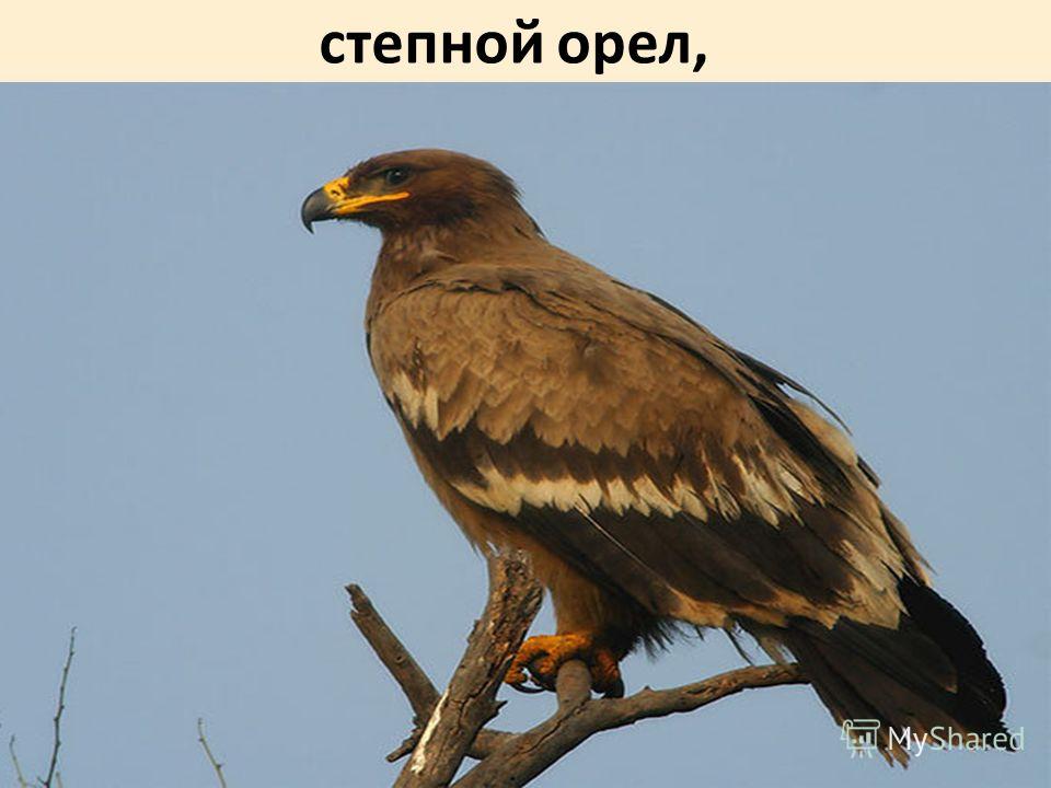 Орел 4. Степной краснокнижный Орел. Крымский Степной Орел. Степной Орел Саратовской области. Орлы в Саратовской области.