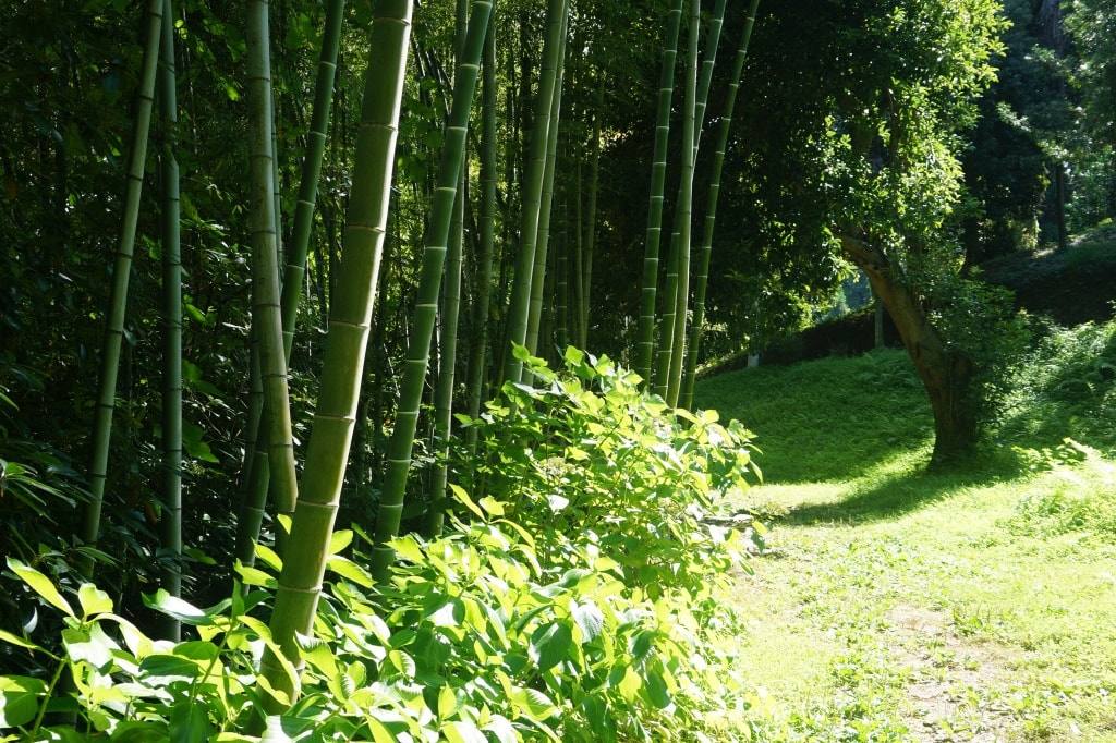 bambuk