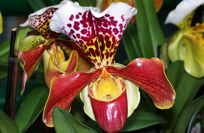красивая орхидея