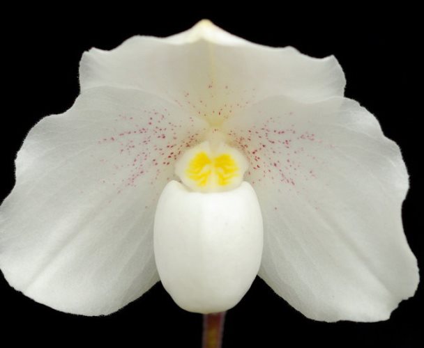 орхидея нивеум
