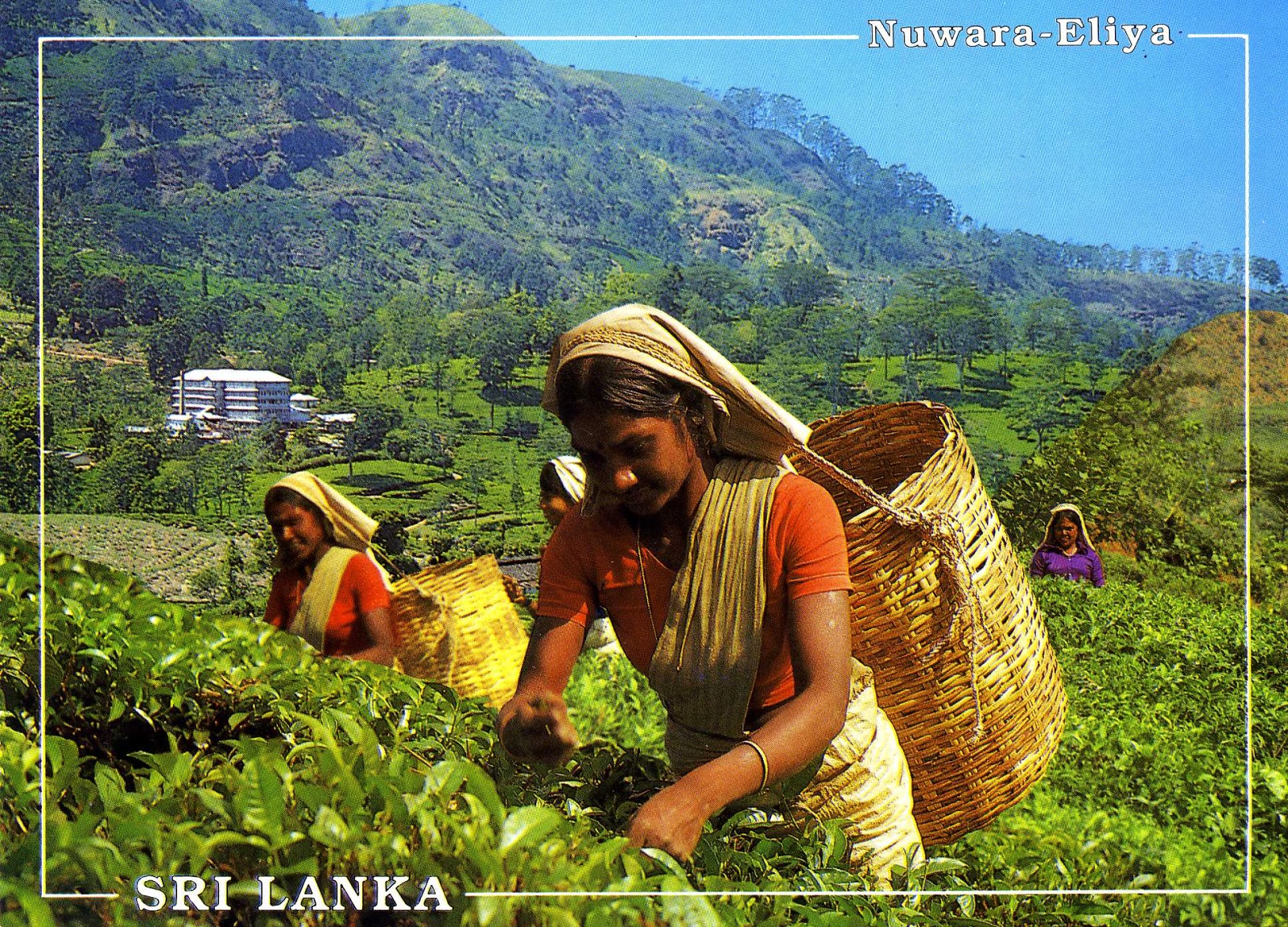 Шри ланка домогательства. Цейлонские плантации Шри Ланка. Бюргеры Шри-Ланки. Плантации Липтон Шри Ланка. Шри Ланка национальный состав.