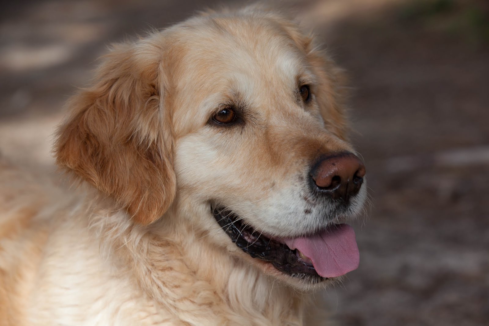 Золотистый ретривер фото взрослой собаки