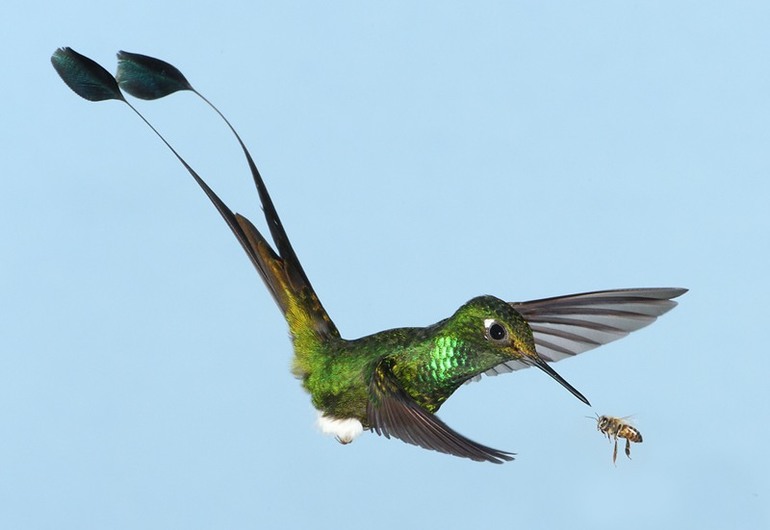 Питание колибри