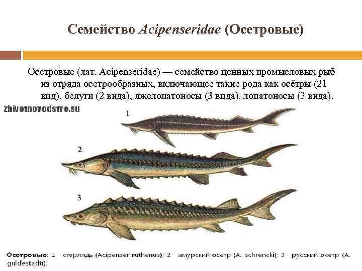 Осетровые и лососевые рыбы. Классификация осетровых рыб схема. Семейство осетровых рыб имеет скелет:. Осетровые Осетрообразные.