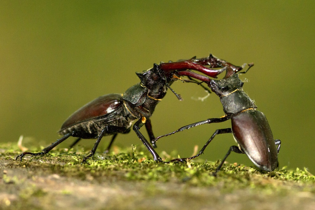 Дерущиеся самцы жука-оленя.jpg