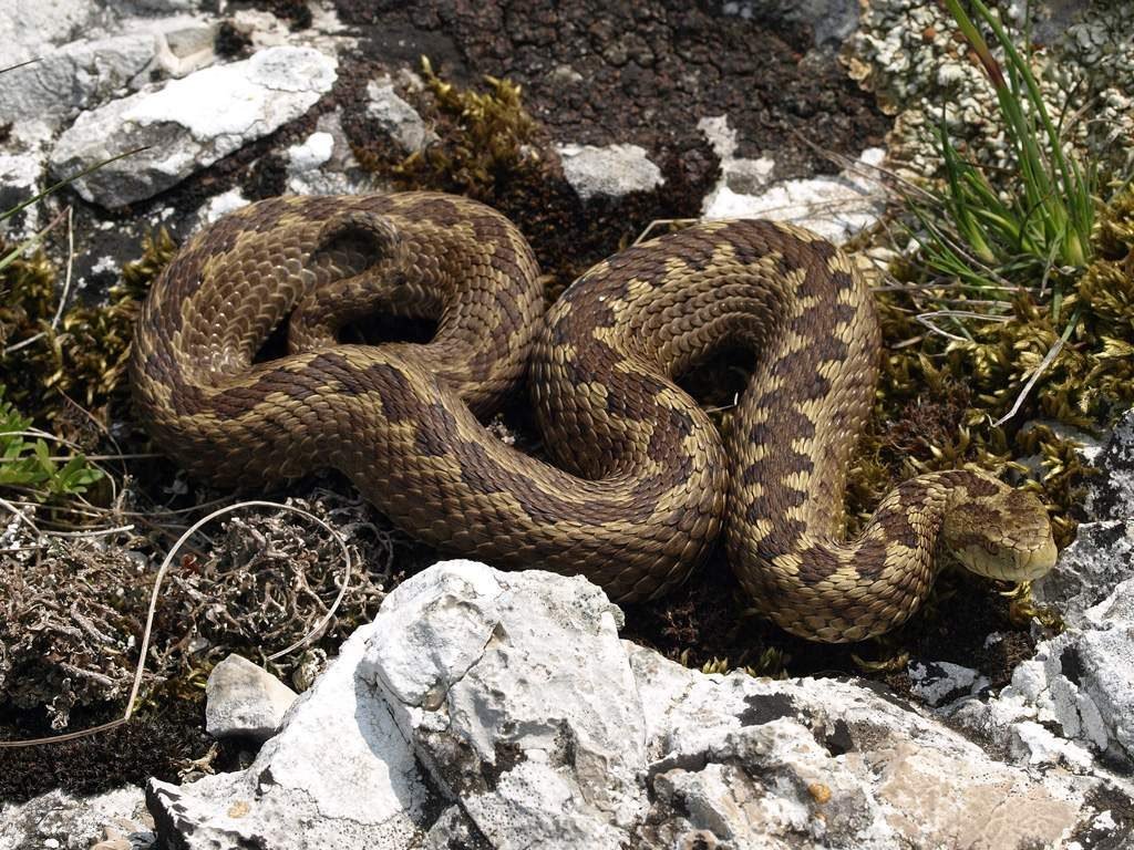 Степная гадюка (Vipera ursinii). Степная гадюка (Vipera ursinii).
