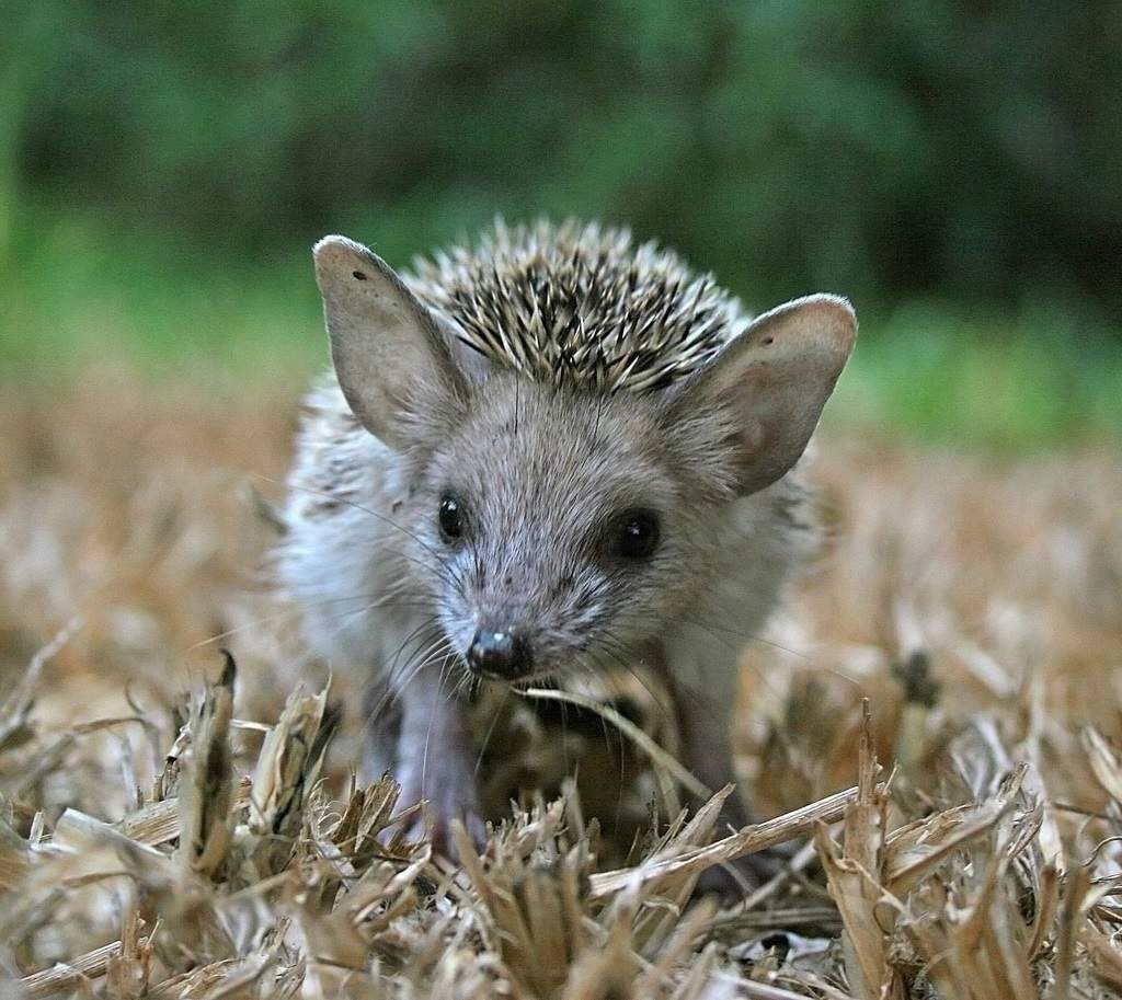 Ушастый еж (Hemiechinus auritus). Ушастый еж (Hemiechinus auritus).