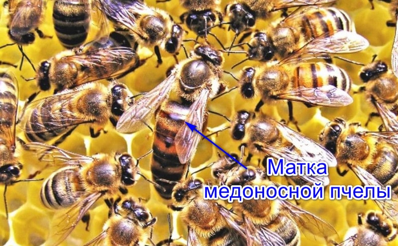 Матка медоносной пчелы