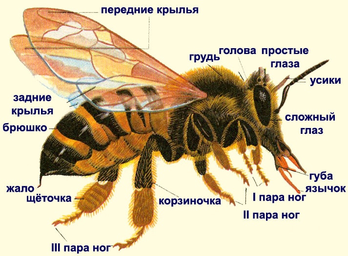 Строение тела медоносной пчелы