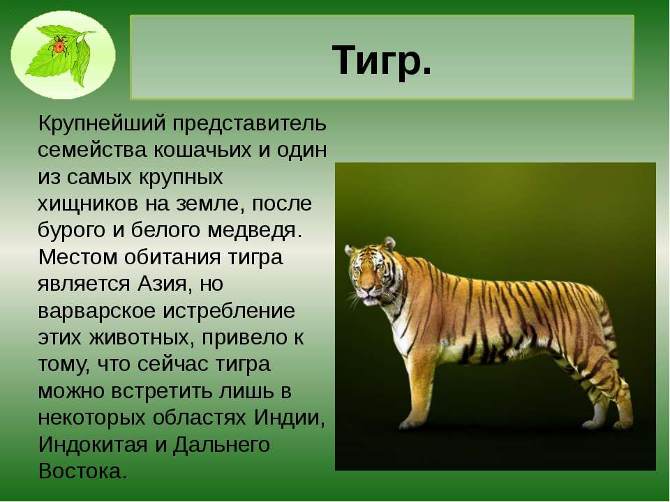 Окружающий мир сообщение о животных. Доклад о животном. Презентация на тему животные. Доклад про хищных животных. Презентация про животных.