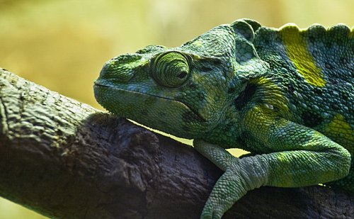 10 Фактов о хамелеонах 10 Фактов о хамелеонах