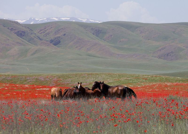Horses on the Kazakh Steppe.