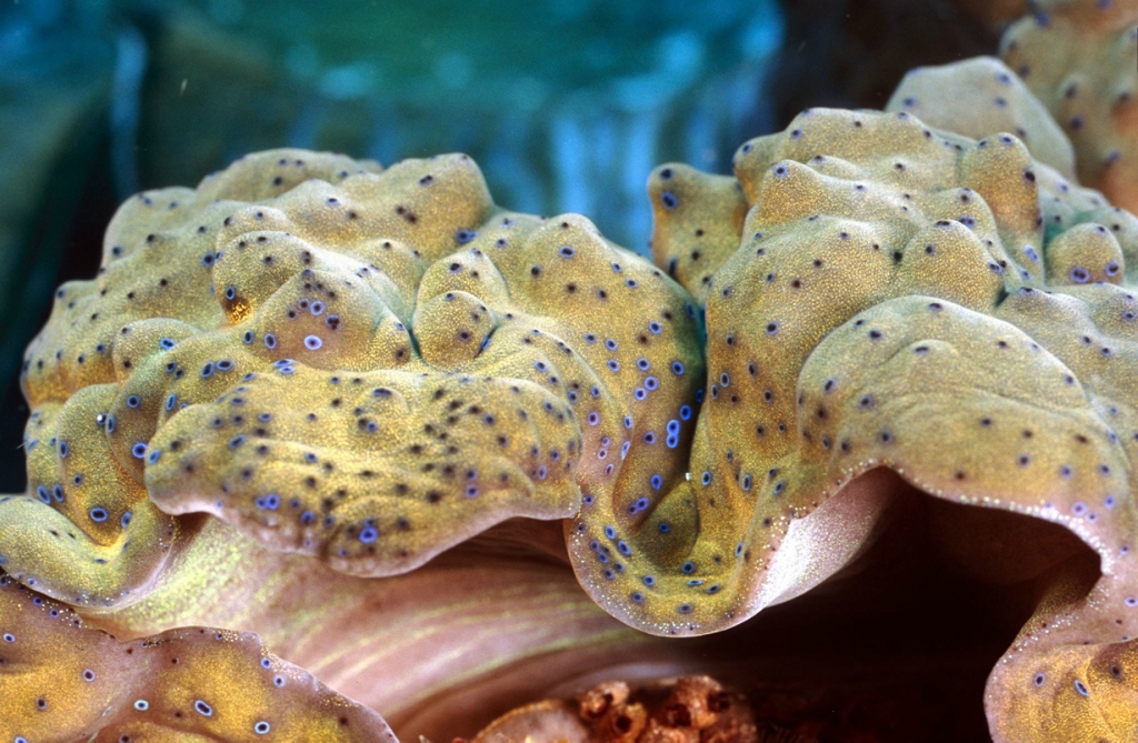 Самые удивительные коралловые рифы Самые удивительные коралловые рифы