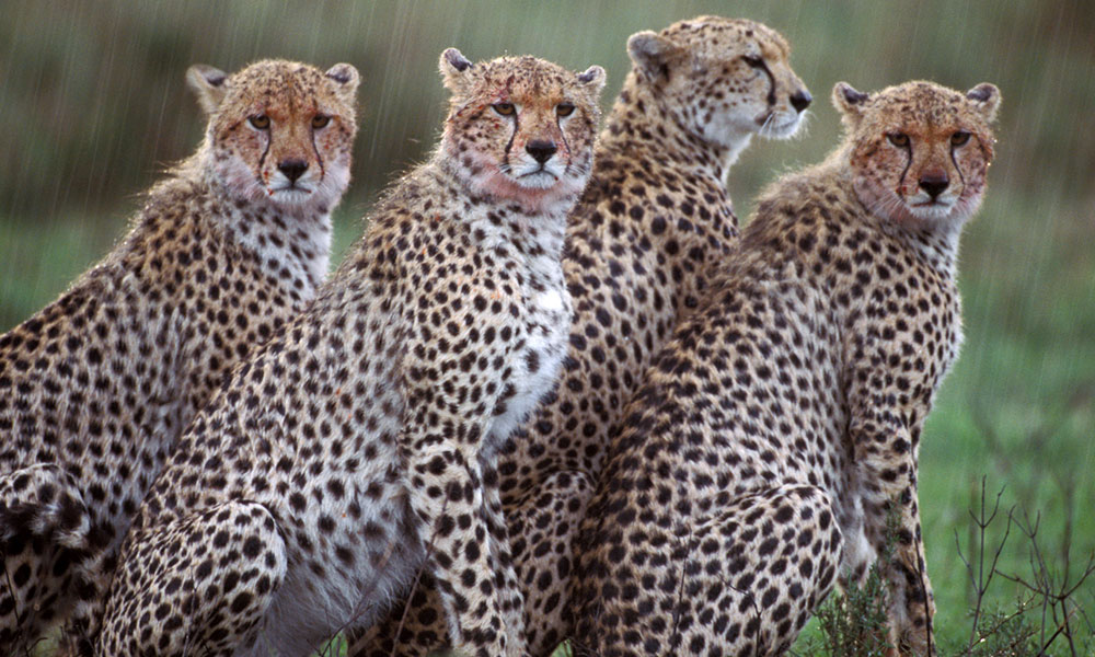 About Cheetahs - Male coalition in the rain