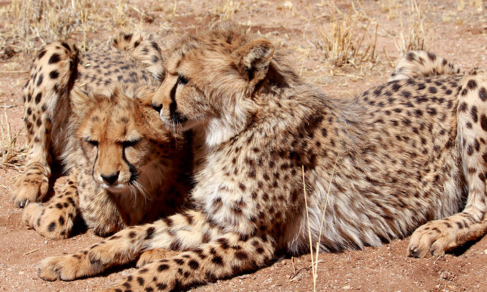 About Cheetahs - Adolescent cheetahs