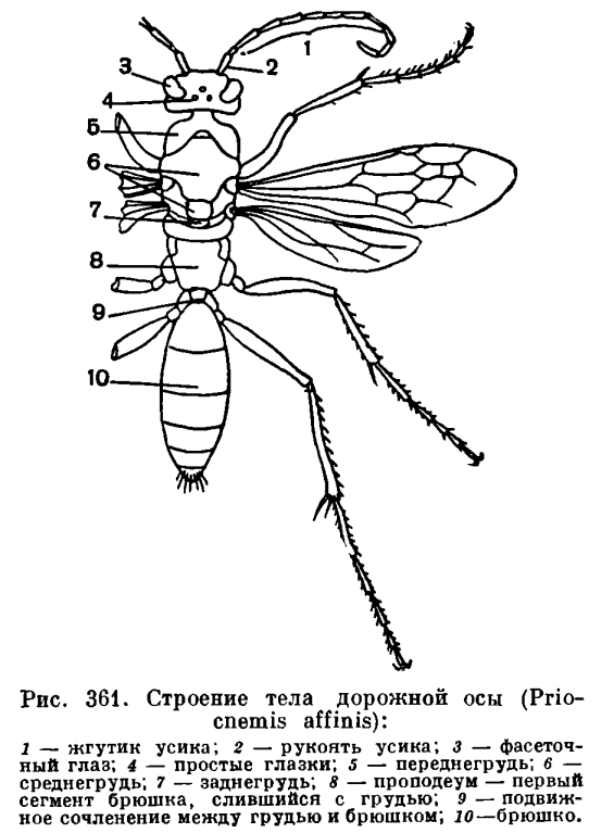 Отряд Перепончатокрылые (Нутеnoptera)