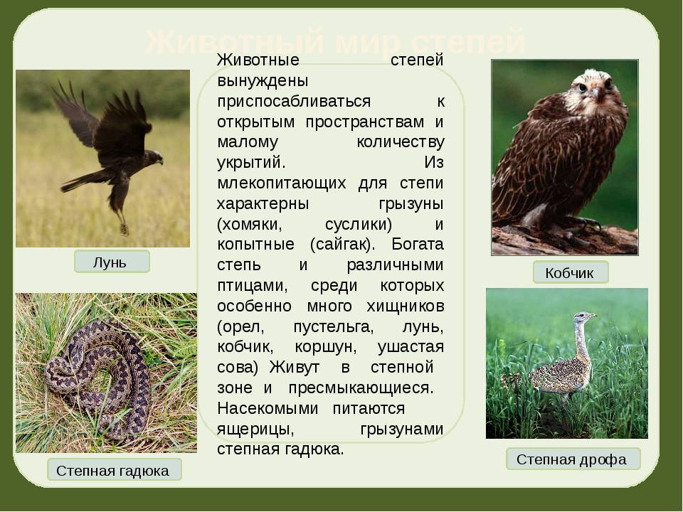 Животный мир презентация 8 класс. Животные зоны степей. Животный мир степи презентация. Животные степи России доклад. Животные степей - обитатели открытых пространств.