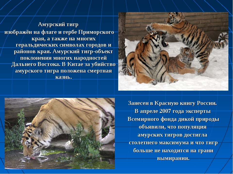 Информация про тигра
