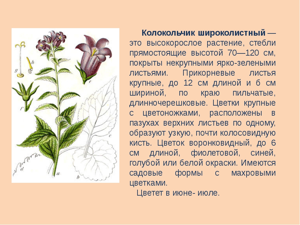 Что такое растения текст. Колокольчик широколистный красная книга. Колокольчик широколистный листья. Колокольчик широколистный цветок. Стебель колокольчика широколистного.