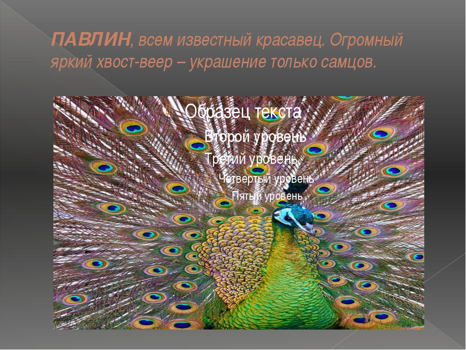 Павлин перевод на английский. Интересное про павлинов. Детям о павлинах. Интересные факты о павлинах. Павлины интересные факты.