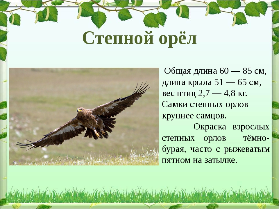 Орел сколько букв. Орел Степной красная книга Крыма. Степной Орел 4 класс. Степной Орел доклад 4 класс окружающий мир. Степной орёл доклад 4 класс.