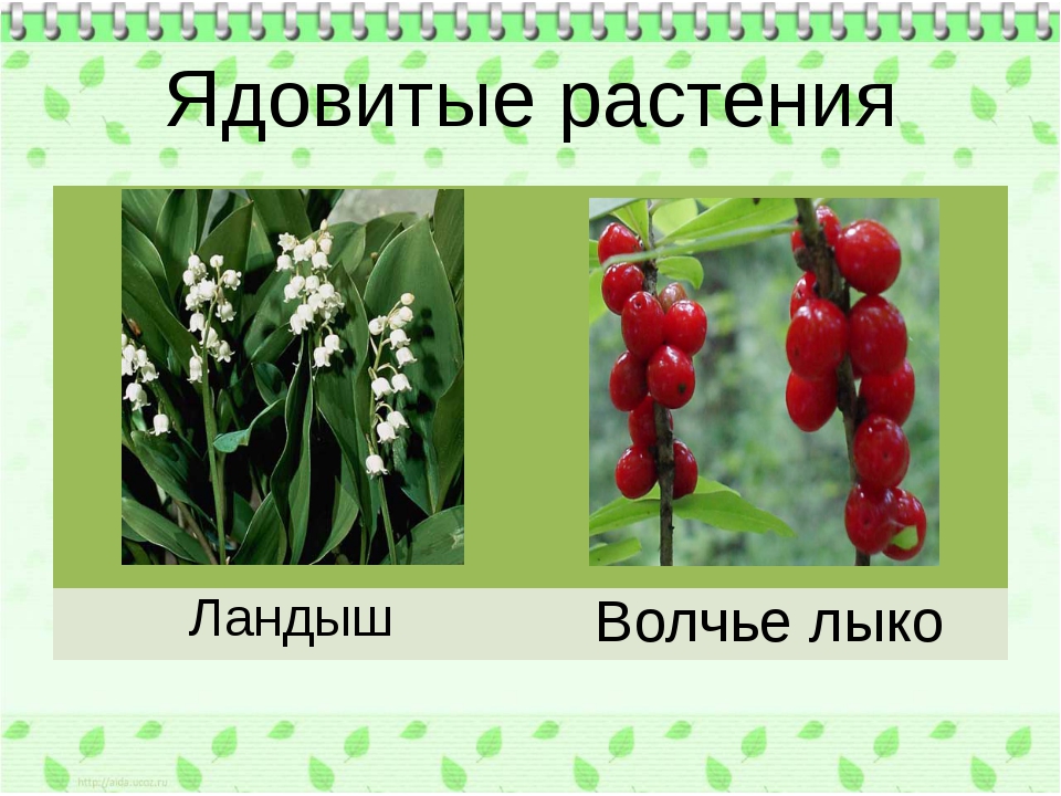 Опасные растения животные. Волчье лыко Ландыш. Ландыш ядовитое растение. Ядовитый Ландыш информация. Ландыш опасное растение.