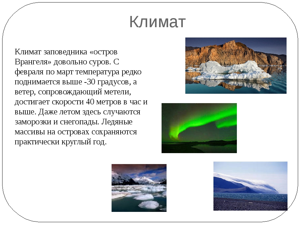 Какой объект носит имя врангеля. Заповедник Врангеля. Остров Врангеля климат. Остров Врангеля заповедник. Заповедник остров Врангеля климат.