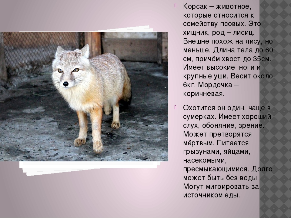 Корсак в оренбургской области описание и фото