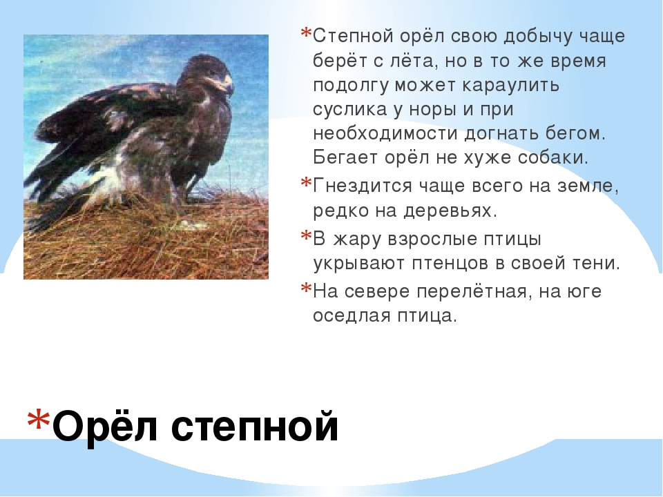 Сообщение о степном орле. Степной Орел 4 класс окружающий мир. Сообщение о Степном Орле 4 класс окружающий мир. Степной Орел описание. Интересные сведения о Степном Орле.