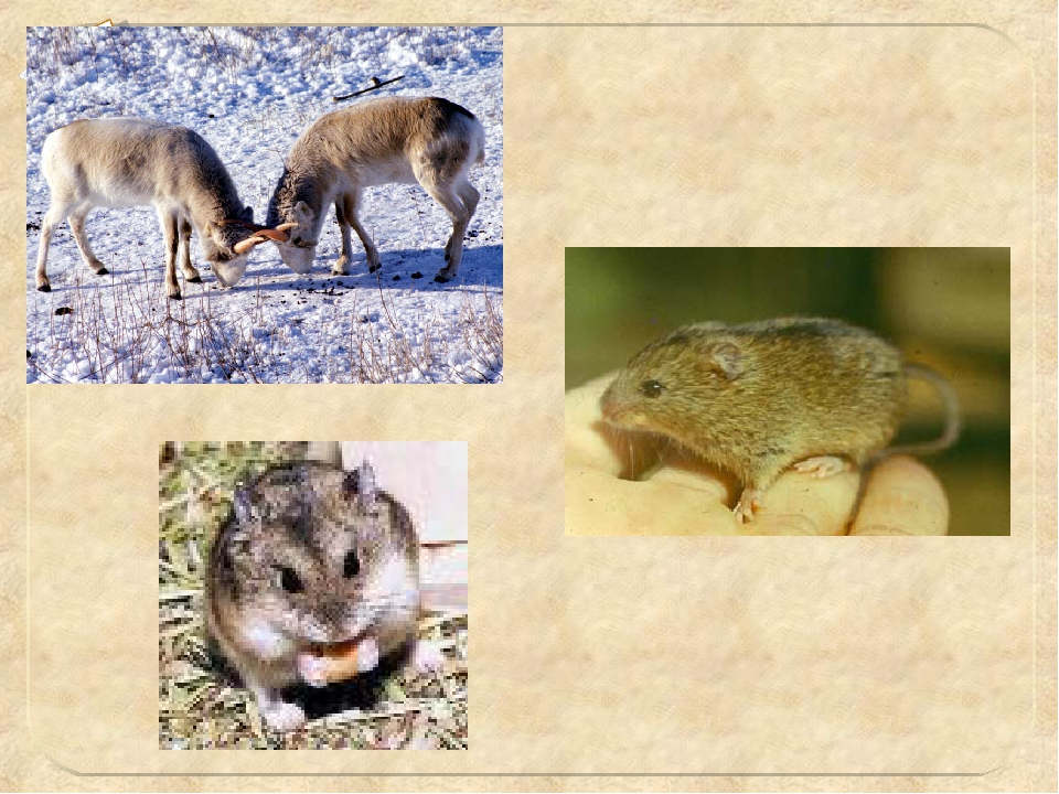 Приспособление к окружающей среде животных степной зоны. Животный мир степи. Животные Степной зоны. Животные степи 4 класс. Животные степи 4 класс картинки.