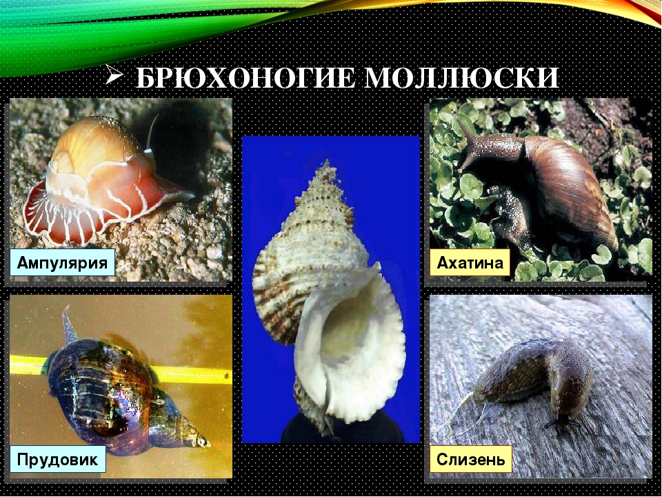 Группа моллюски представители