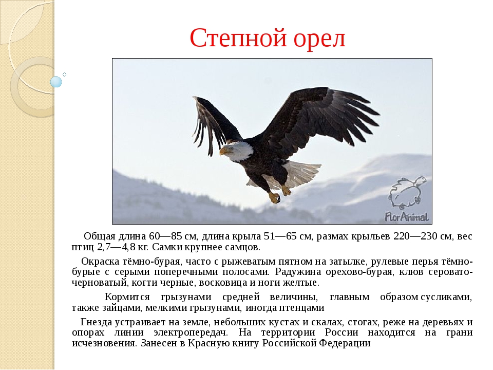 Орел предложения. Степной орёл доклад 4 класс. Степной Орел доклад. Рассказ о Степном Орле 4 класс. Степной Орел из красной книги России.