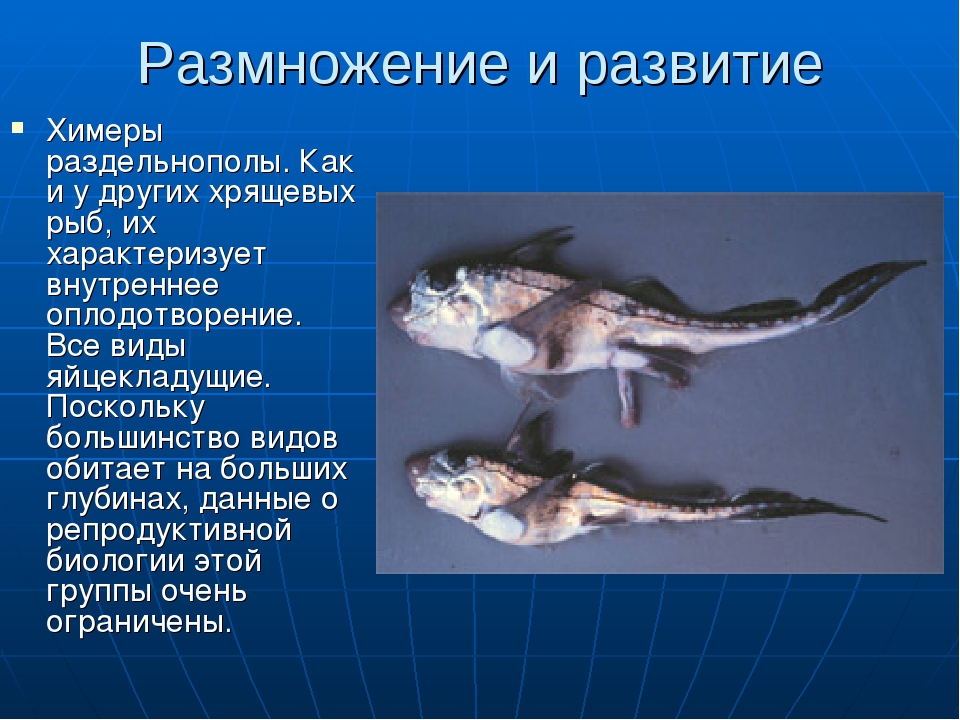 Внутреннее оплодотворение у хрящевых. Класс хрящевые рыбы Химерообразные. Характерные признаки отряда Химерообразные. Химеры хрящевые рыбы. Химерообразные отряды хрящевых рыб.