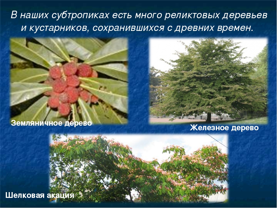 Растения характерные для субтропических лесов. Субтропические деревья. Субтропические растения. Растения субтропиков. Растительный мир субтропиков.