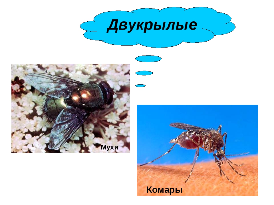 Мухи комары текст