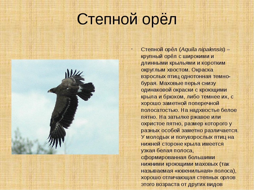 Сообщение об орле. Информация о Орле. Описание орла. Орел информация о птице.