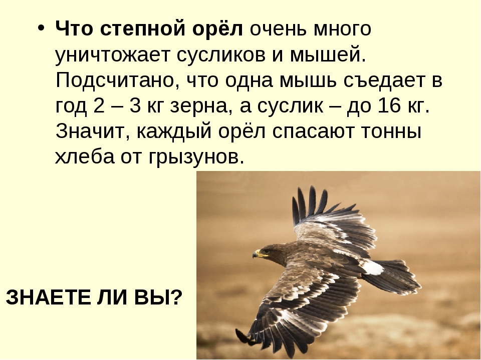 Орел 4 класс. Степной орёл доклад 4 класс. Рассказ о Степном Орле 4 класс. Сообщение о Степном Орле. Степной Орел описание.