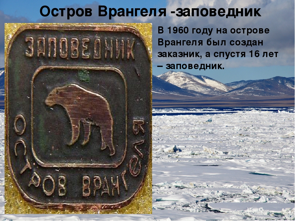 Какой объект носит имя врангеля. Полярная станция остров Врангеля. Остров Врангеля 1975. Природный комплекс заповедника остров Врангеля. Природный комплекс заповедника остров Врангеля (2004).