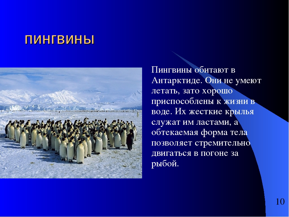 Сообщение о животных антарктиды. Обитатели ледяной зоны. Пингвины презентация. Антарктида презентация. Доклад в ледяной пустыне.