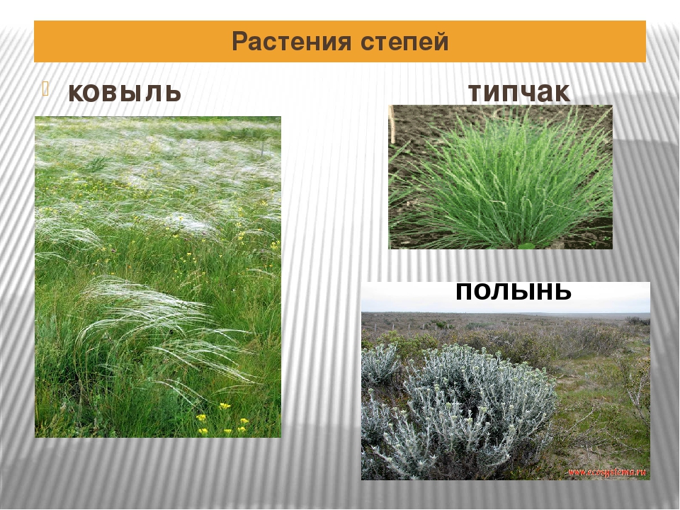 Растения степи 4 класс. Растения зоны степей 4 класс окружающий мир. Типчак и Полынь. Растительный мир степи кратко. Растения в широкой степи.