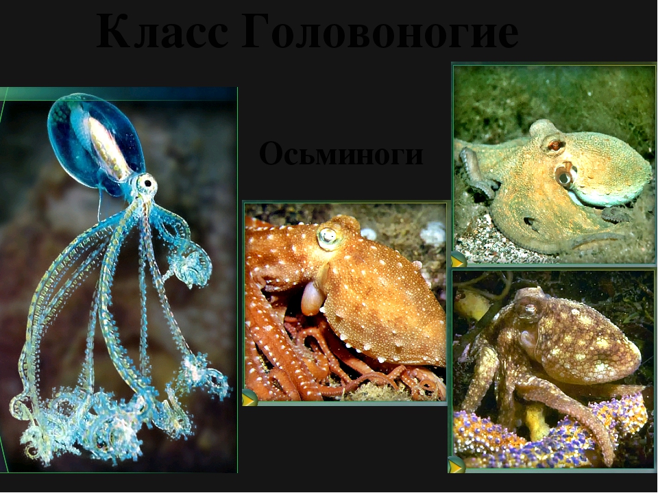 Класс головоногие моллюски 7 класс. Класс головоногие осьминог. Пресноводные головоногие моллюски. Класс головоногие моллюски 7 класс биология. Головоногие это в биологии.