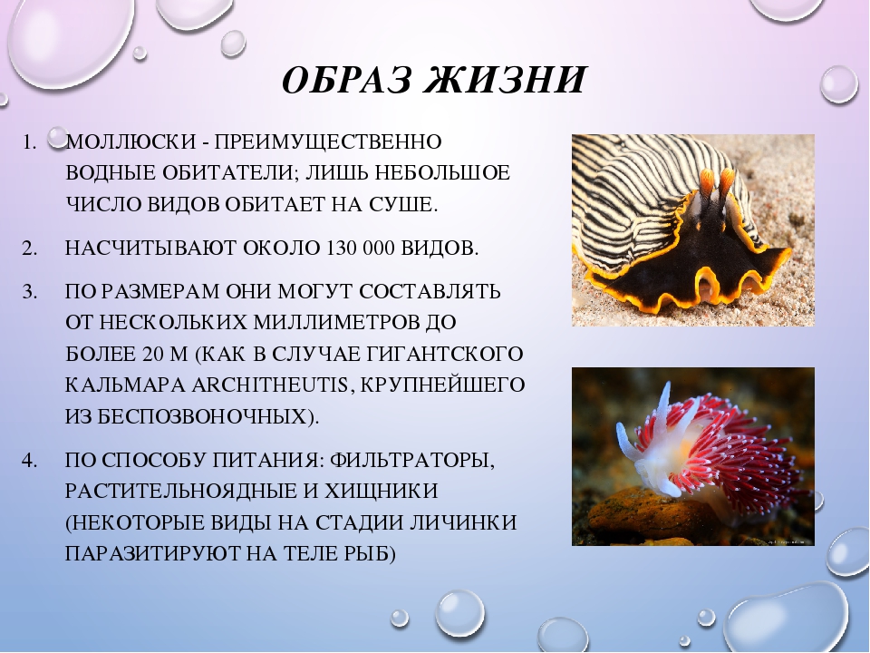 Обитание головоногих. Головоногие моллюски образ жизни. Среда обитания головоногих моллюсков. Среда обитания и образ жизни моллюсков. Особенности образа жизни ракообразных.